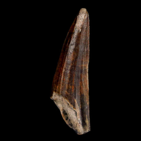 1.3" Suchomimus Fossil Tooth Cretaceous Spinosaurid Dinosaur Elraz FM Niger COA - Fossil Age Minerals