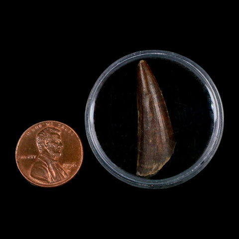 1.3" Suchomimus Fossil Tooth Cretaceous Spinosaurid Dinosaur Elraz FM Niger COA - Fossil Age Minerals