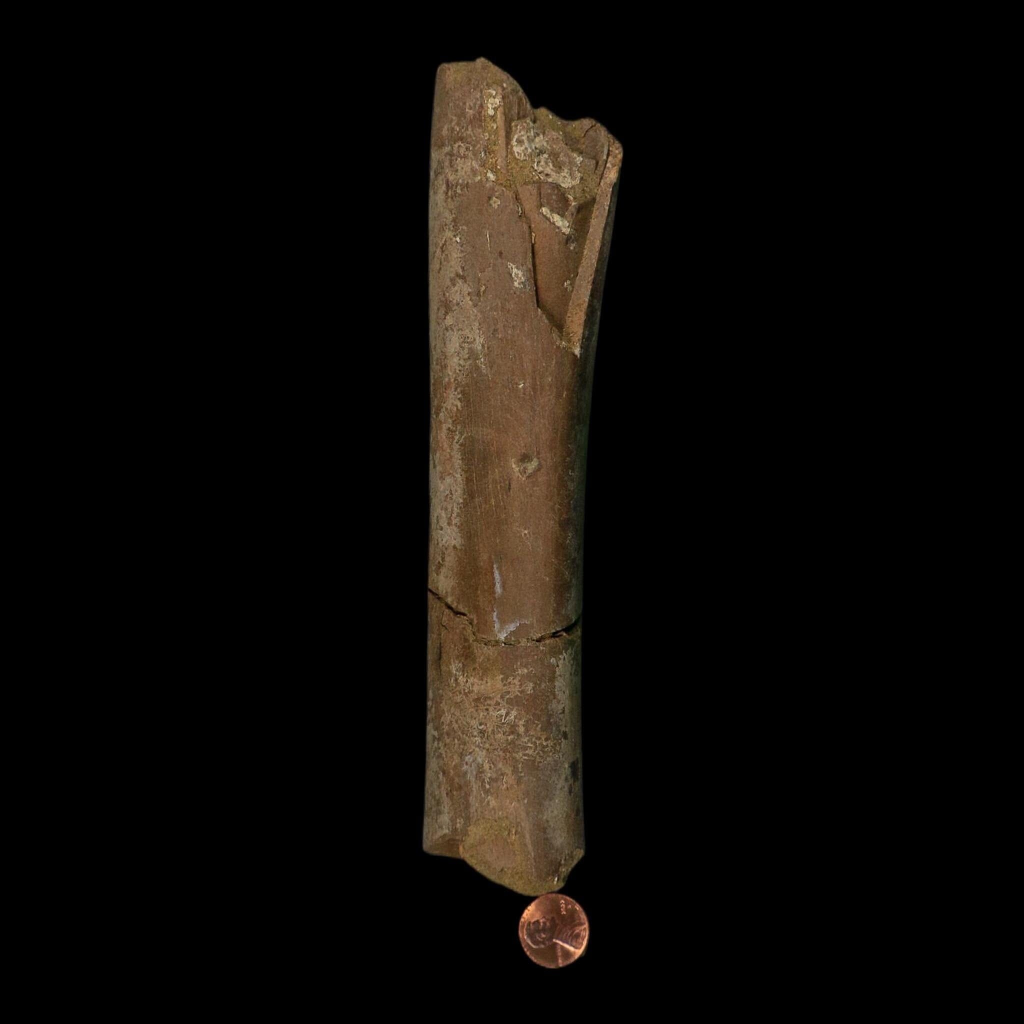 8.5" Tyrannosaurus Rex Fossil Limb Bone Dinosaur Lance Creek FM Wyoming COA