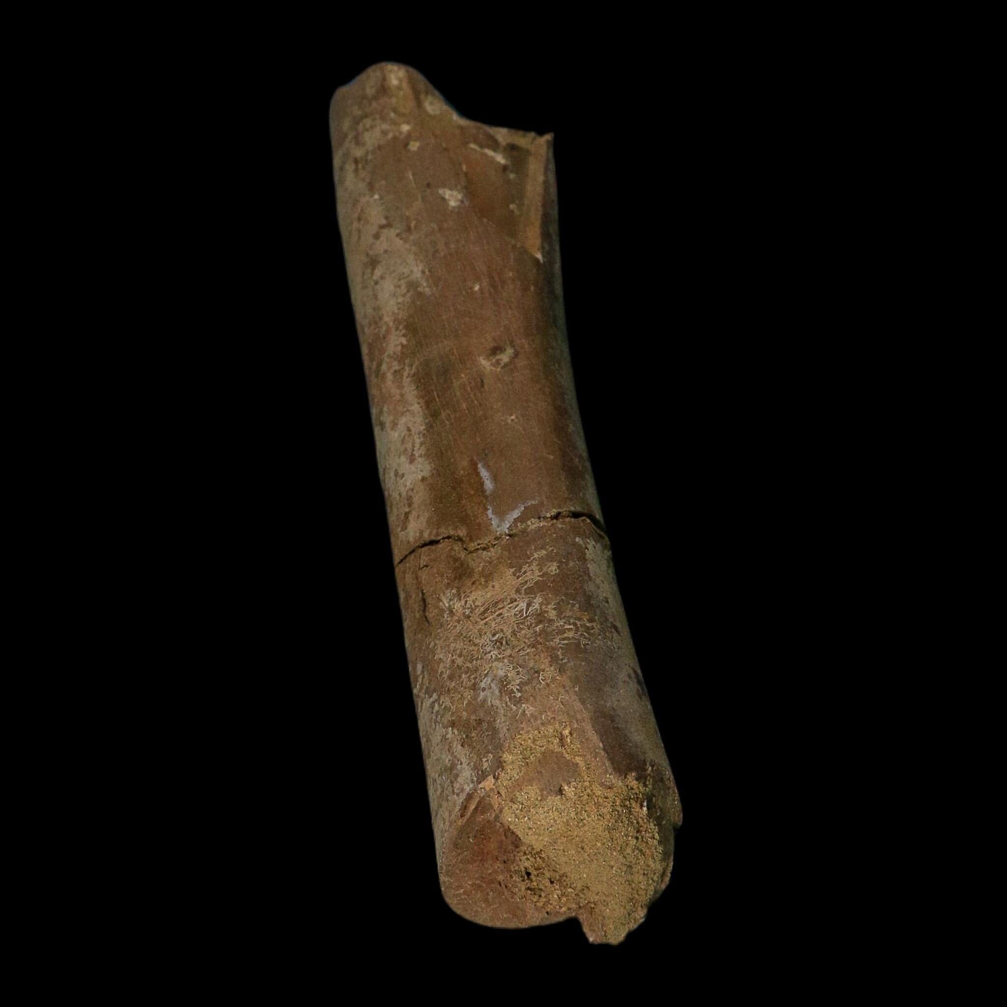 8.5" Tyrannosaurus Rex Fossil Limb Bone Dinosaur Lance Creek FM Wyoming COA
