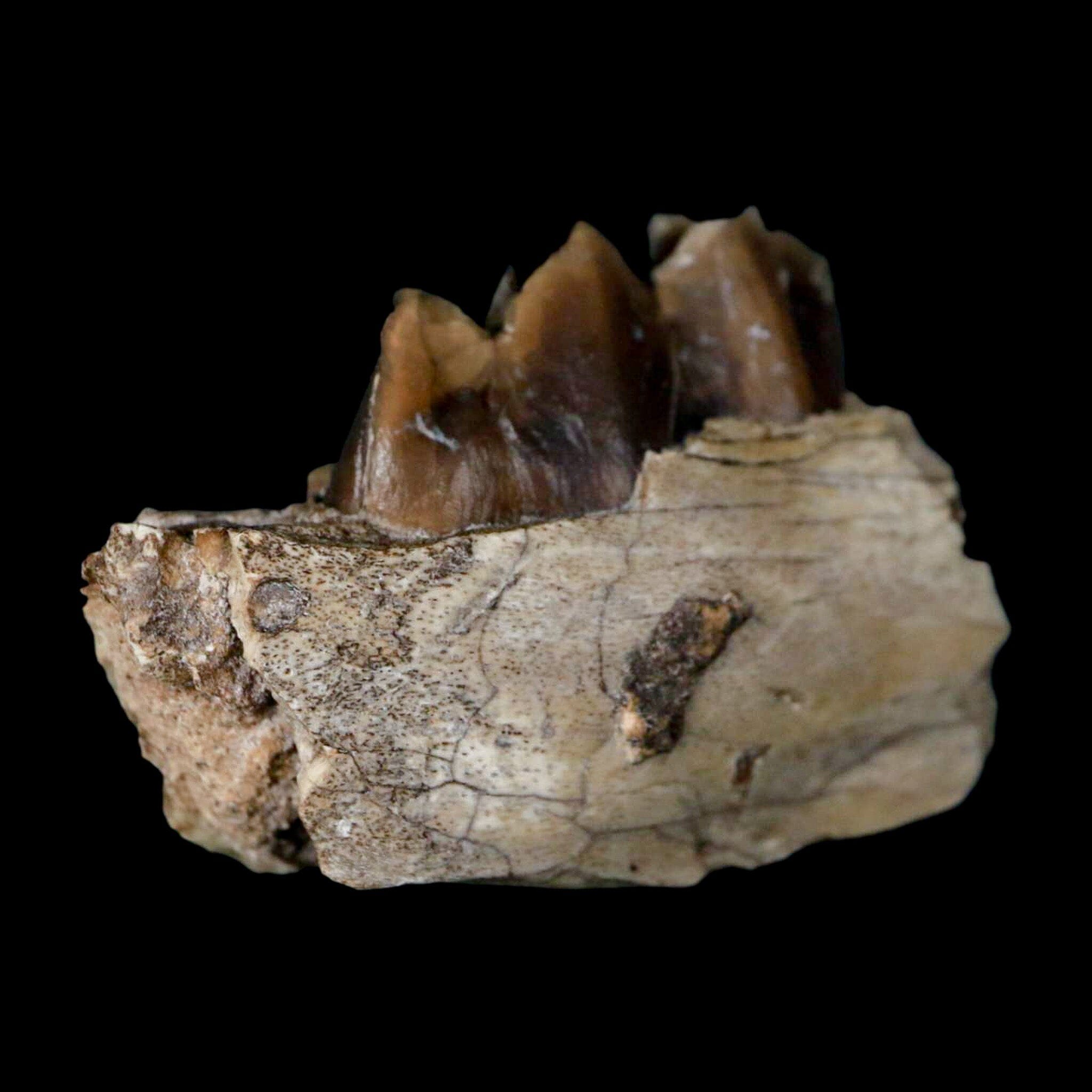 1.1" Poebrotherium Wilsoni Fossil Jaw Teeth Primitive Camel SD Badlands COA Display - Fossil Age Minerals