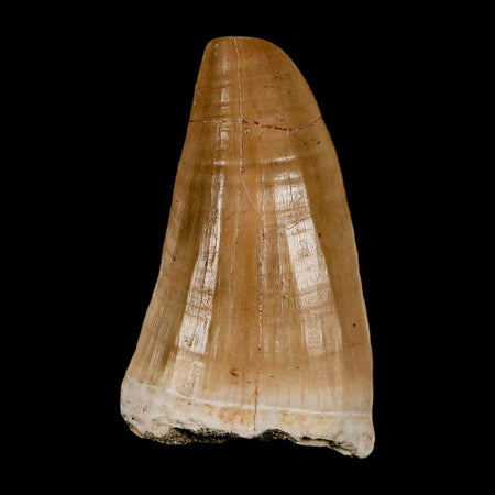 XL 2.2" Tylosaurus Mosasaur Fossil Tooth Cretaceous Dinosaur Era COA, Stand