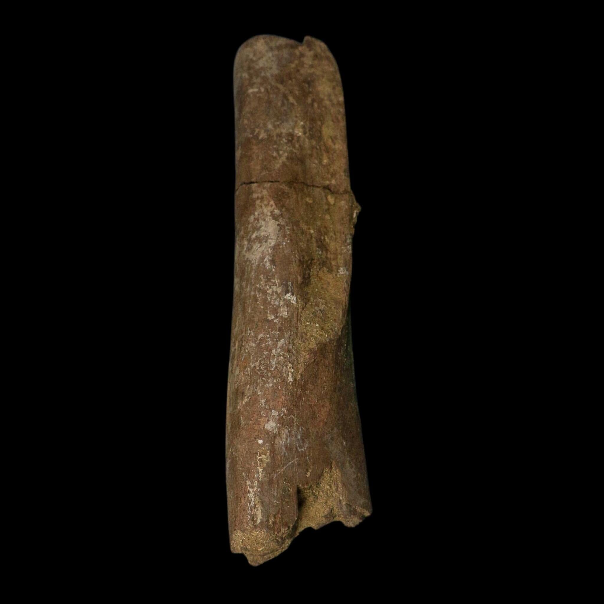 8.5" Tyrannosaurus Rex Fossil Limb Bone Dinosaur Lance Creek FM Wyoming COA