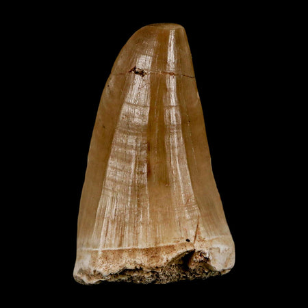 XL 2.2" Tylosaurus Mosasaur Fossil Tooth Cretaceous Dinosaur Era COA, Stand