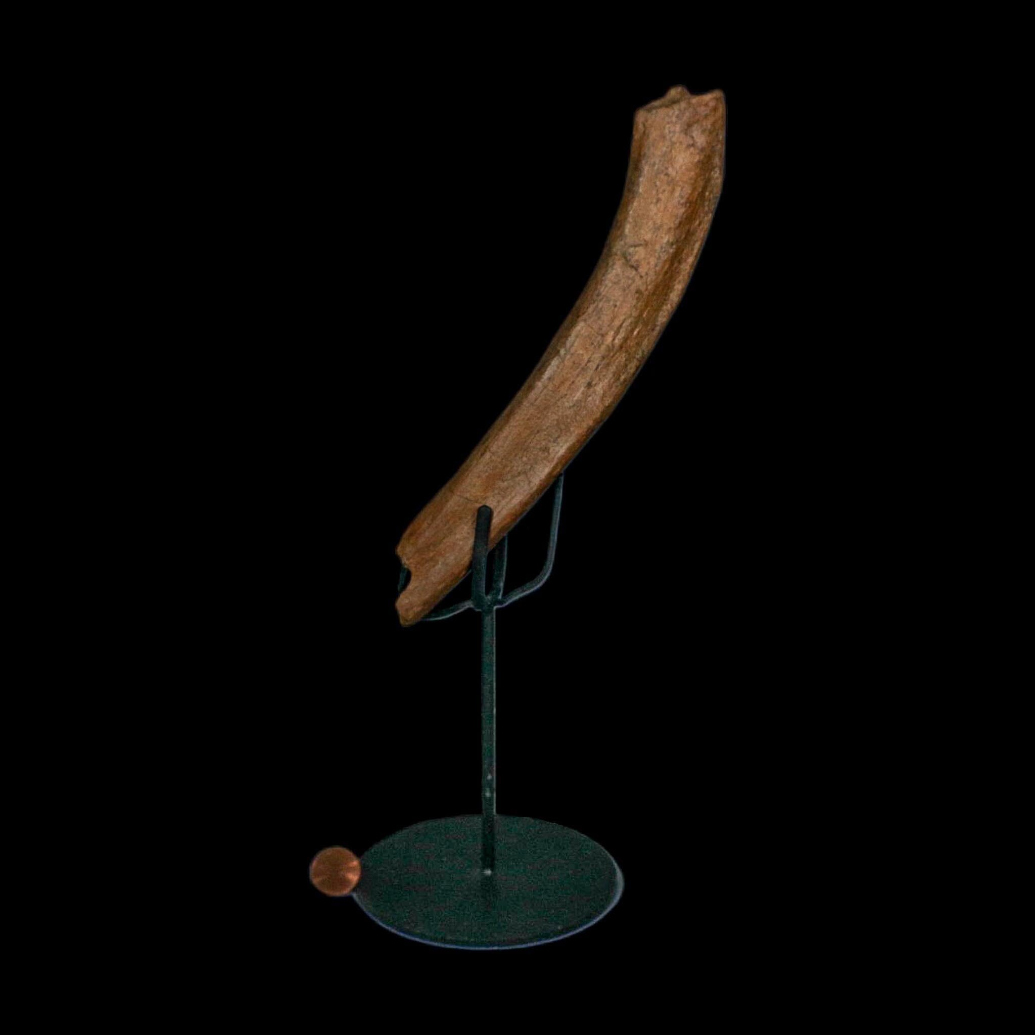 8.6" Edmontosaurus Fossil Rib Bone Hell Creek FM Cretaceous Dinosaur MT COA Stand