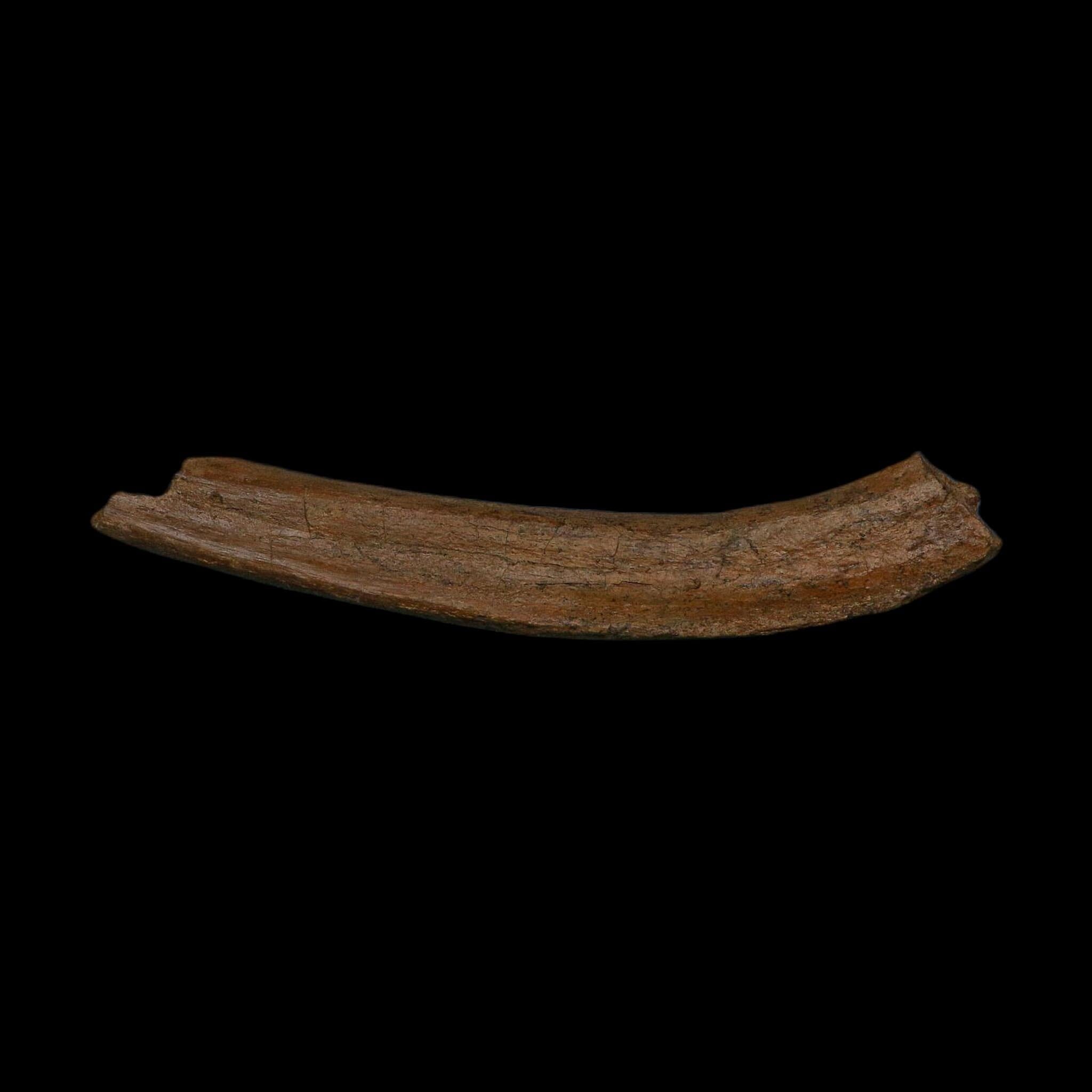 8.6" Edmontosaurus Fossil Rib Bone Hell Creek FM Cretaceous Dinosaur MT COA Stand