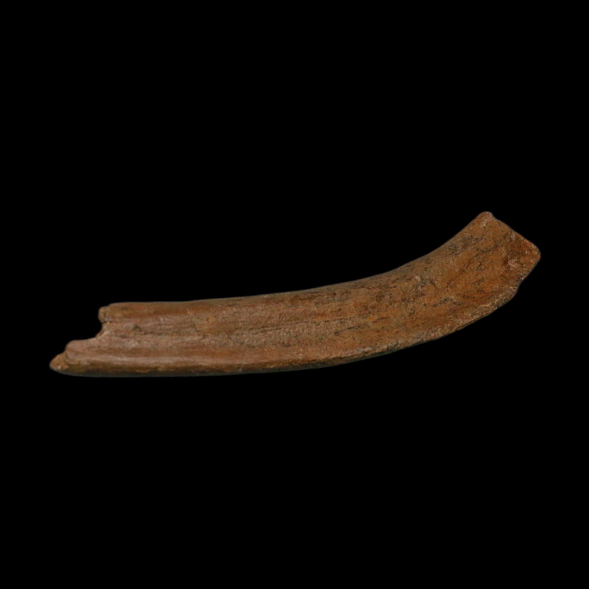 8.6" Edmontosaurus Fossil Rib Bone Hell Creek FM Cretaceous Dinosaur MT COA Stand