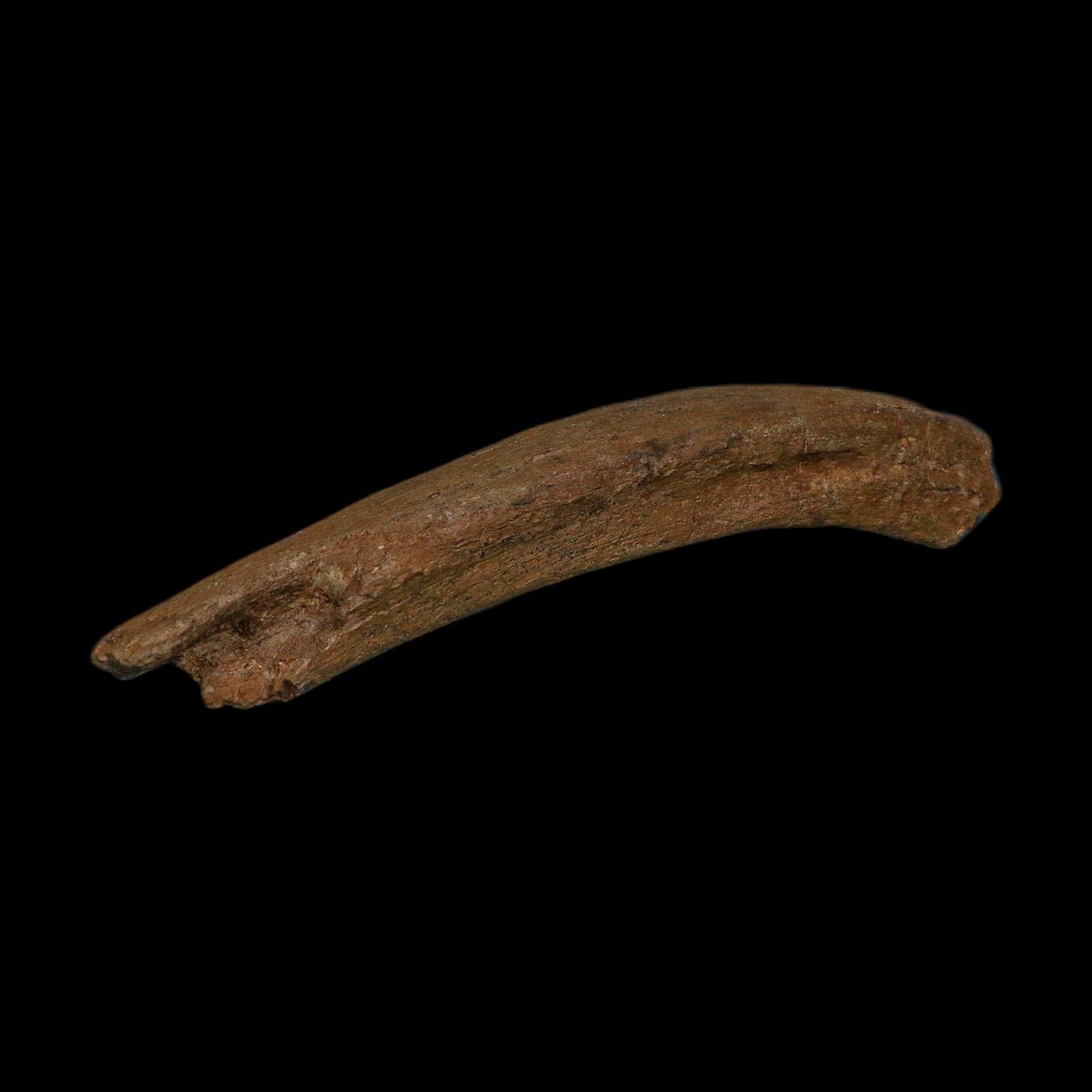8.6" Edmontosaurus Fossil Rib Bone Hell Creek FM Cretaceous Dinosaur MT COA Stand