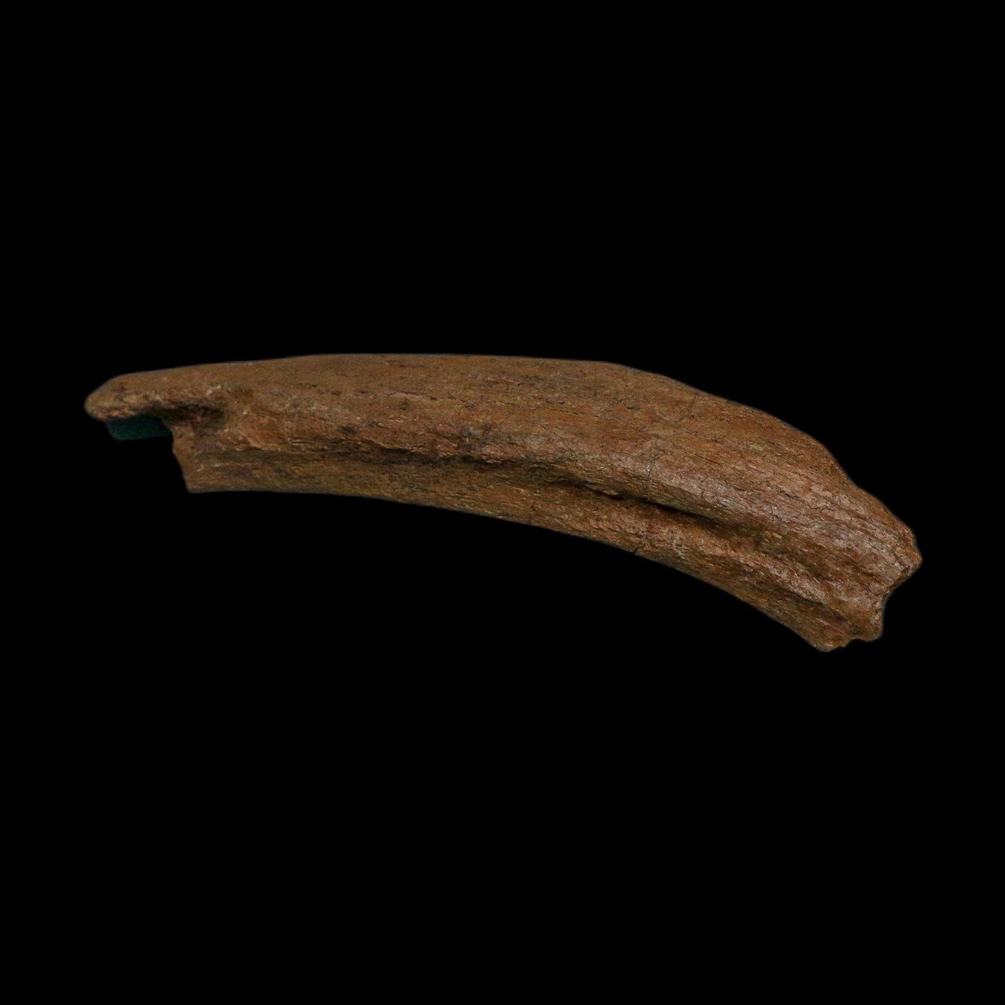 8.6" Edmontosaurus Fossil Rib Bone Hell Creek FM Cretaceous Dinosaur MT COA Stand