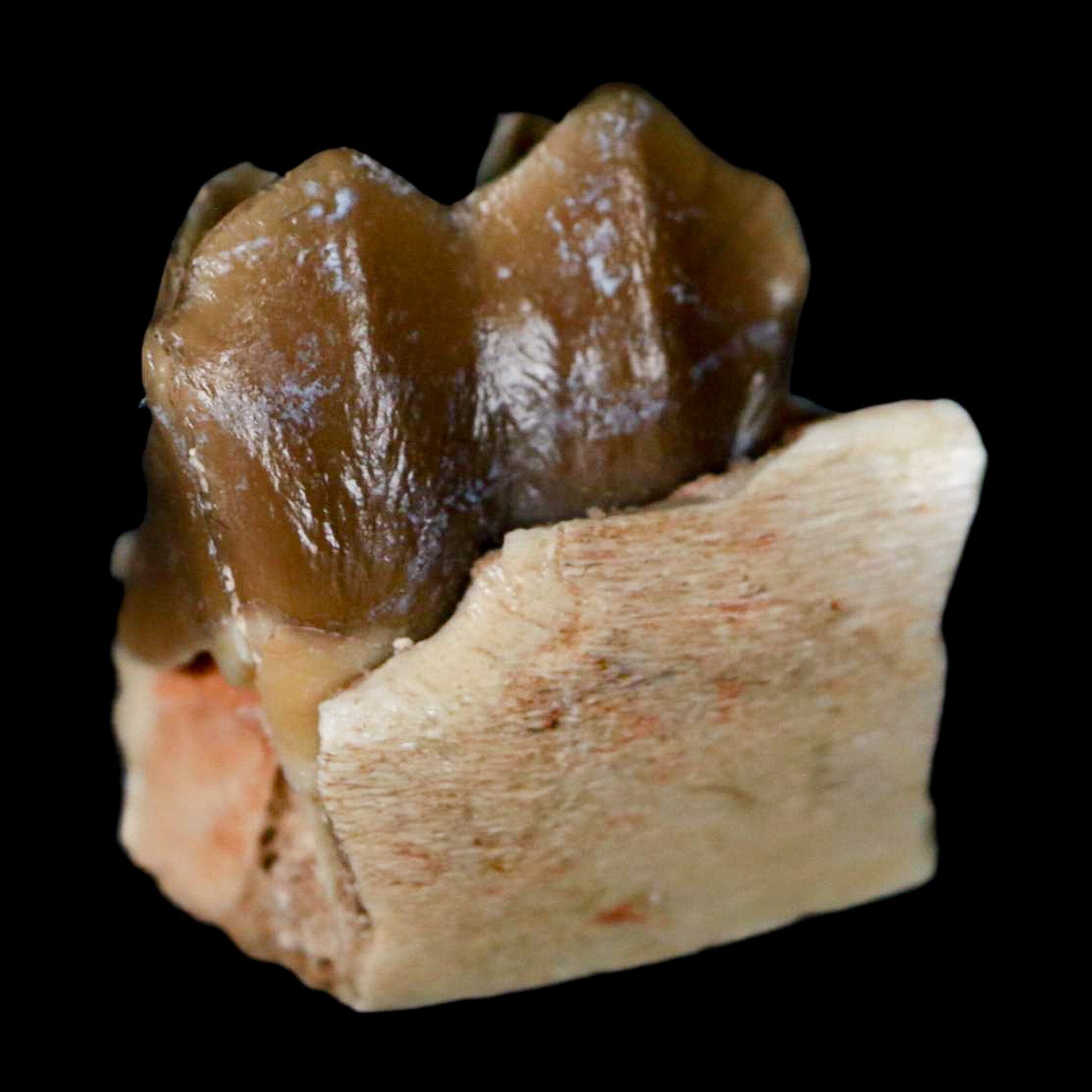 0.6" Poebrotherium Wilsoni Fossil Jaw Teeth Primitive Camel SD Badlands COA Display - Fossil Age Minerals