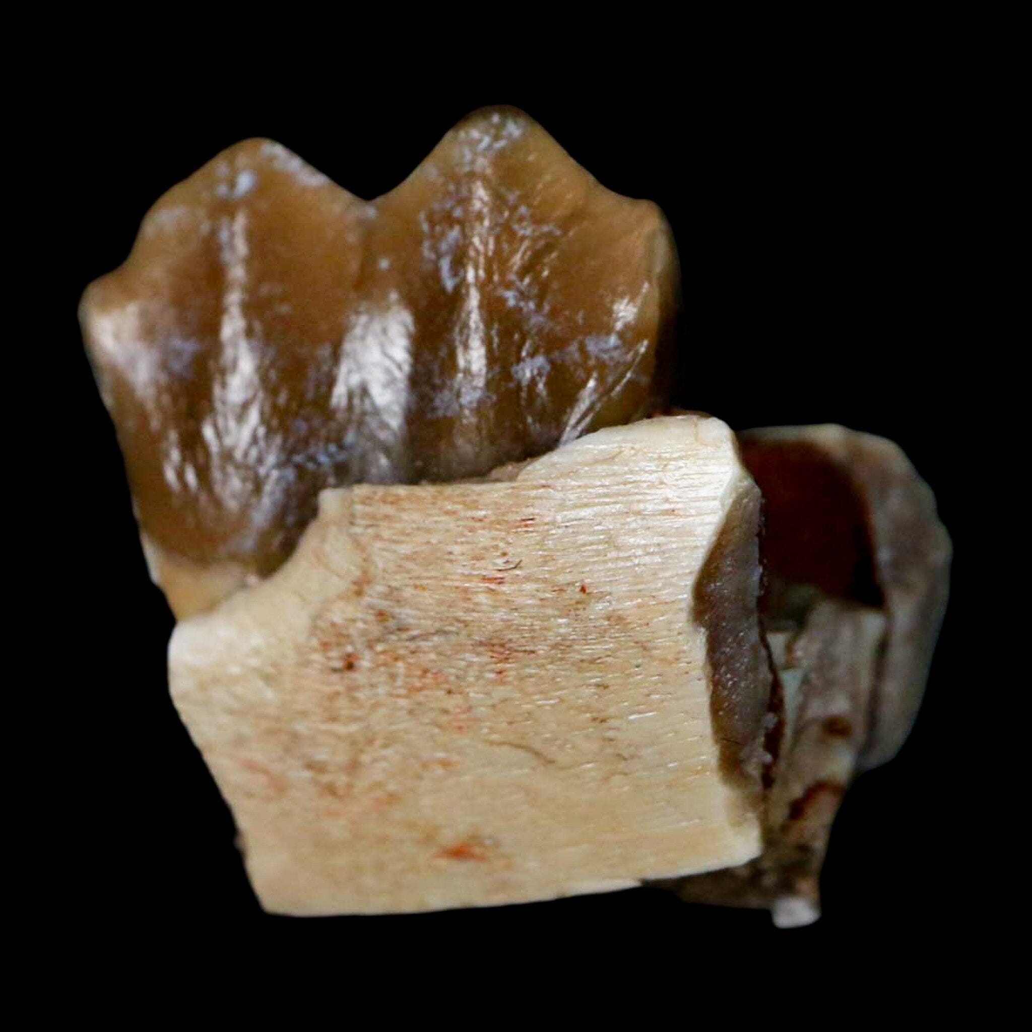 0.6" Poebrotherium Wilsoni Fossil Jaw Teeth Primitive Camel SD Badlands COA Display - Fossil Age Minerals