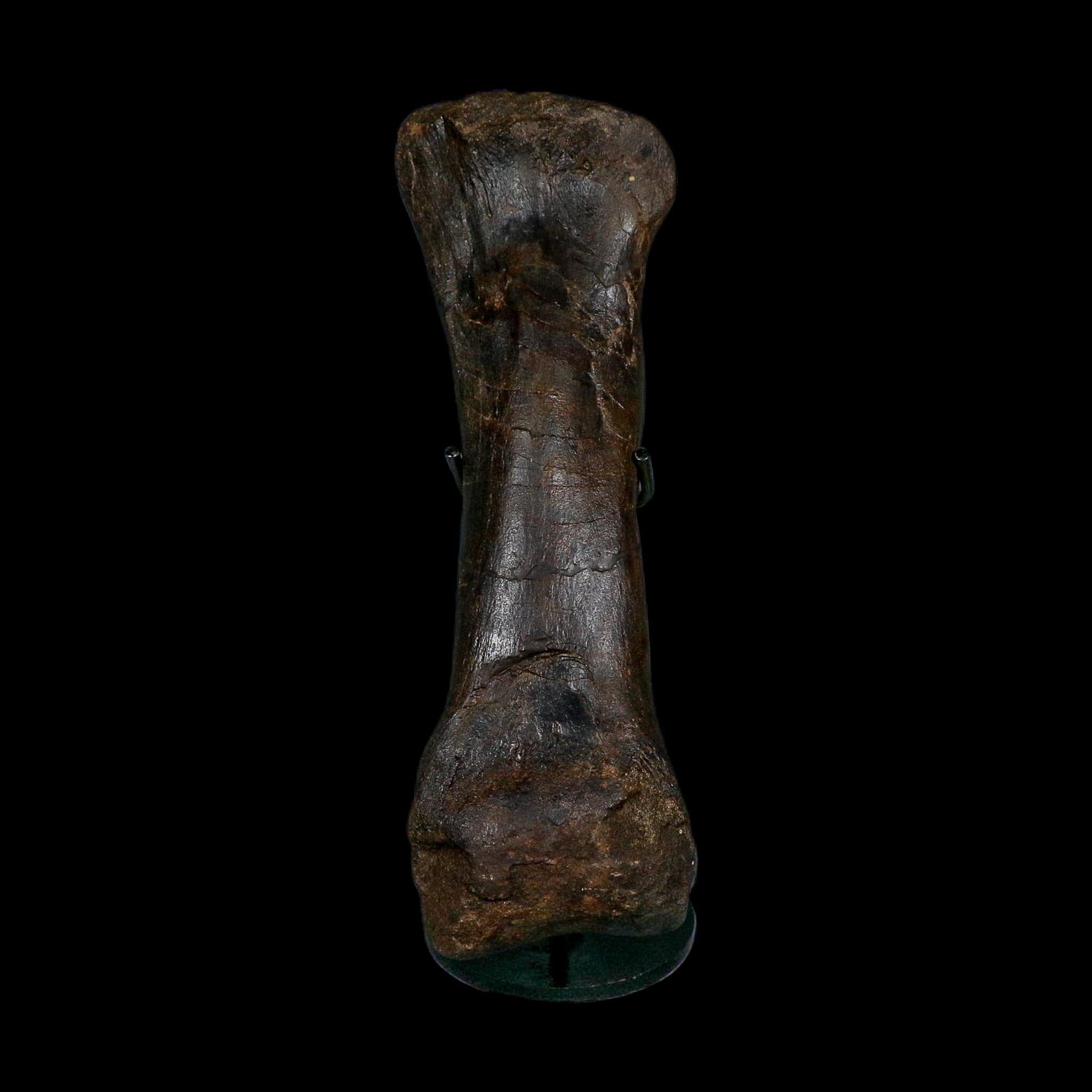11.5" Hypacrosaurus Dinosaur Fossil Toe Bone Two Medicine FM MT COA And Stand
