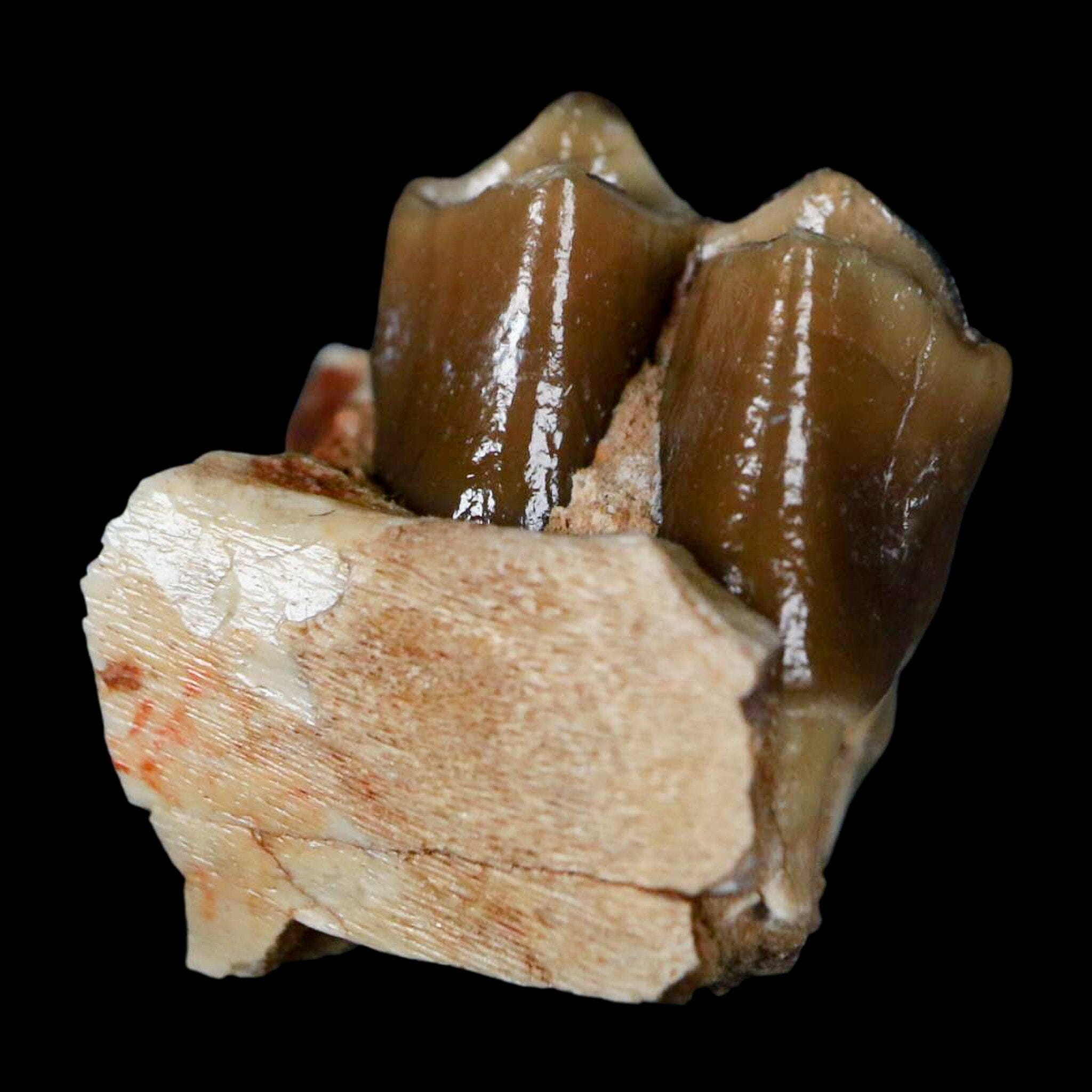 0.6" Poebrotherium Wilsoni Fossil Jaw Teeth Primitive Camel SD Badlands COA Display - Fossil Age Minerals