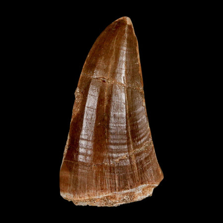 XL 2.4" Tylosaurus Mosasaur Fossil Tooth Cretaceous Dinosaur Era COA, Stand