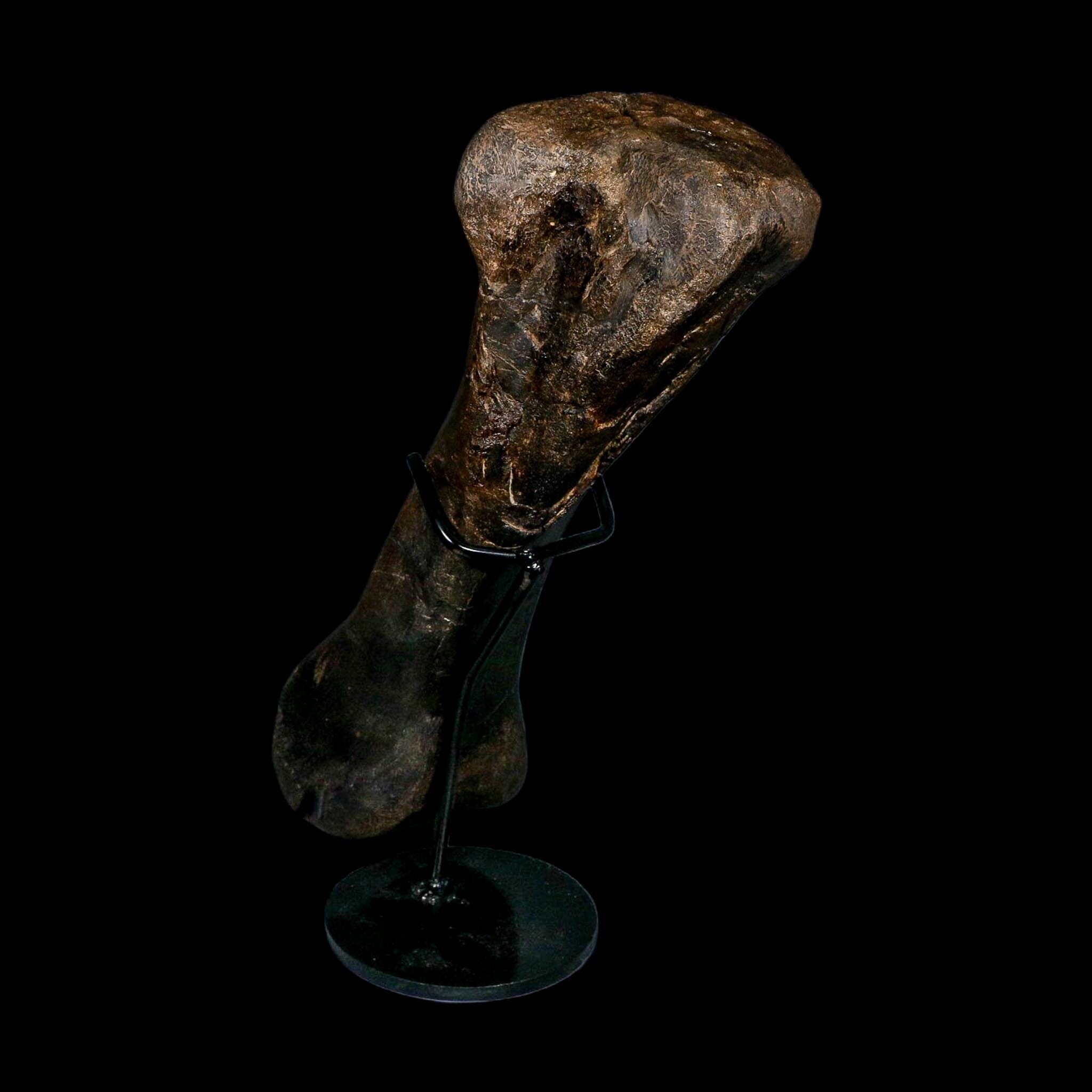 11.5" Hypacrosaurus Dinosaur Fossil Toe Bone Two Medicine FM MT COA And Stand
