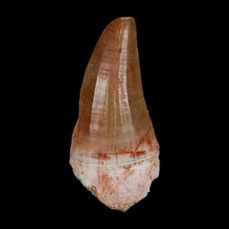 XL 2.5" Tylosaurus Mosasaur Fossil Tooth Cretaceous Dinosaur Era COA, Stand