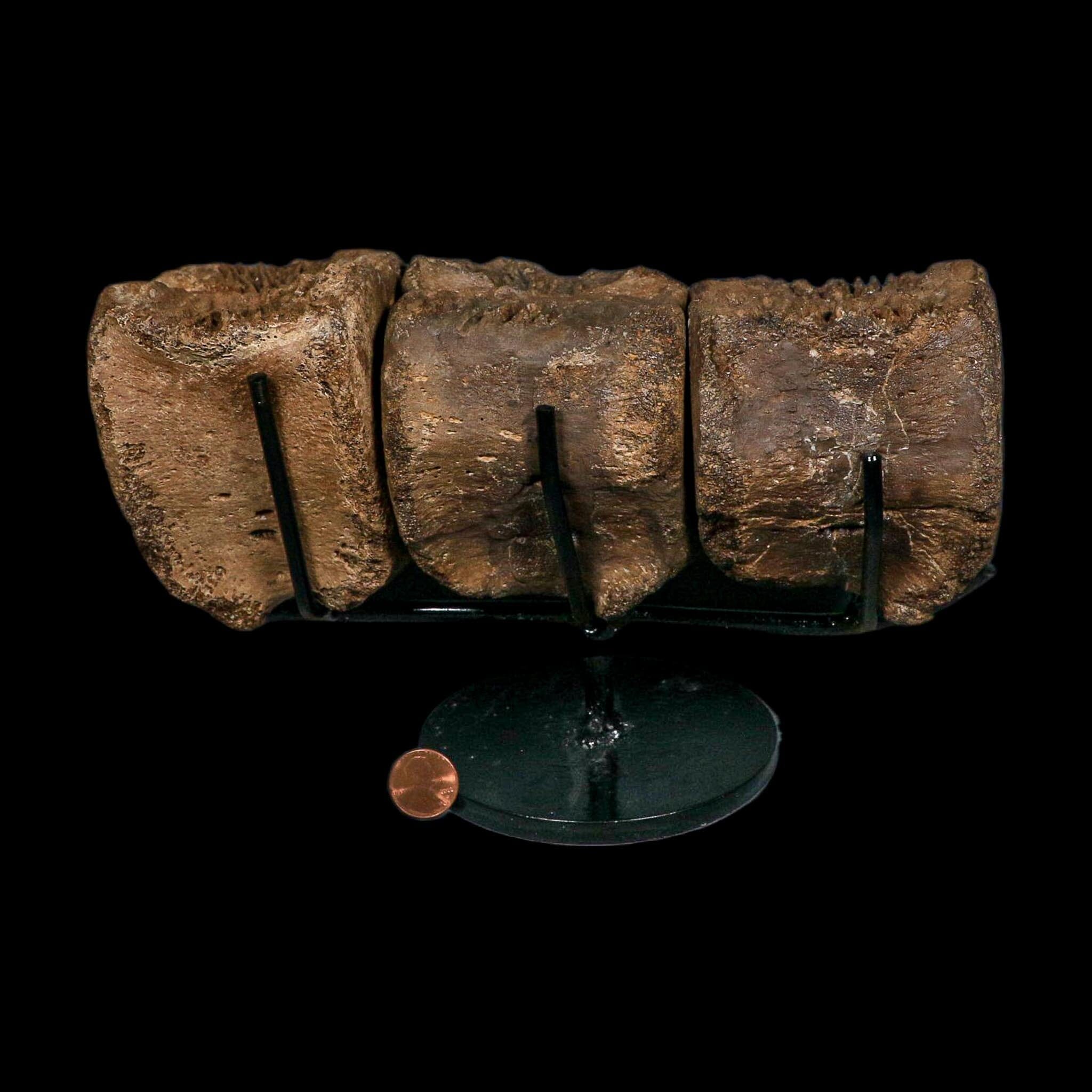 3 Brachylophosaurus Fossil Vertebrae's Cretaceous Dinosaur Judith River FM MT COA