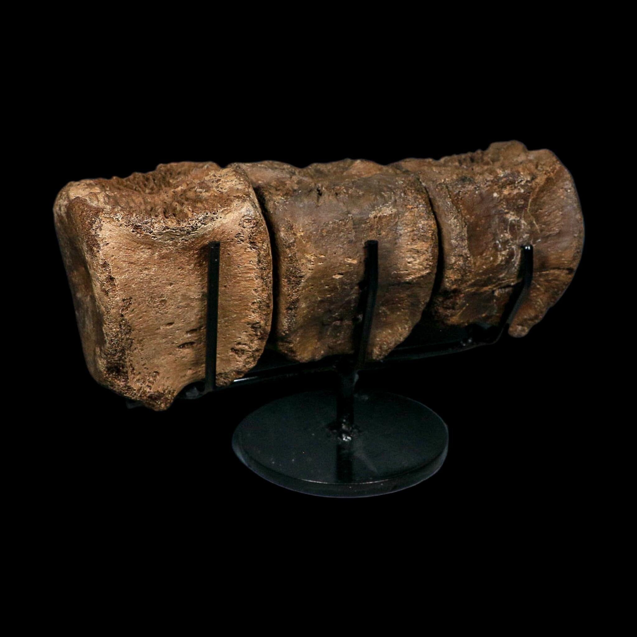 3 Brachylophosaurus Fossil Vertebrae's Cretaceous Dinosaur Judith River FM MT COA