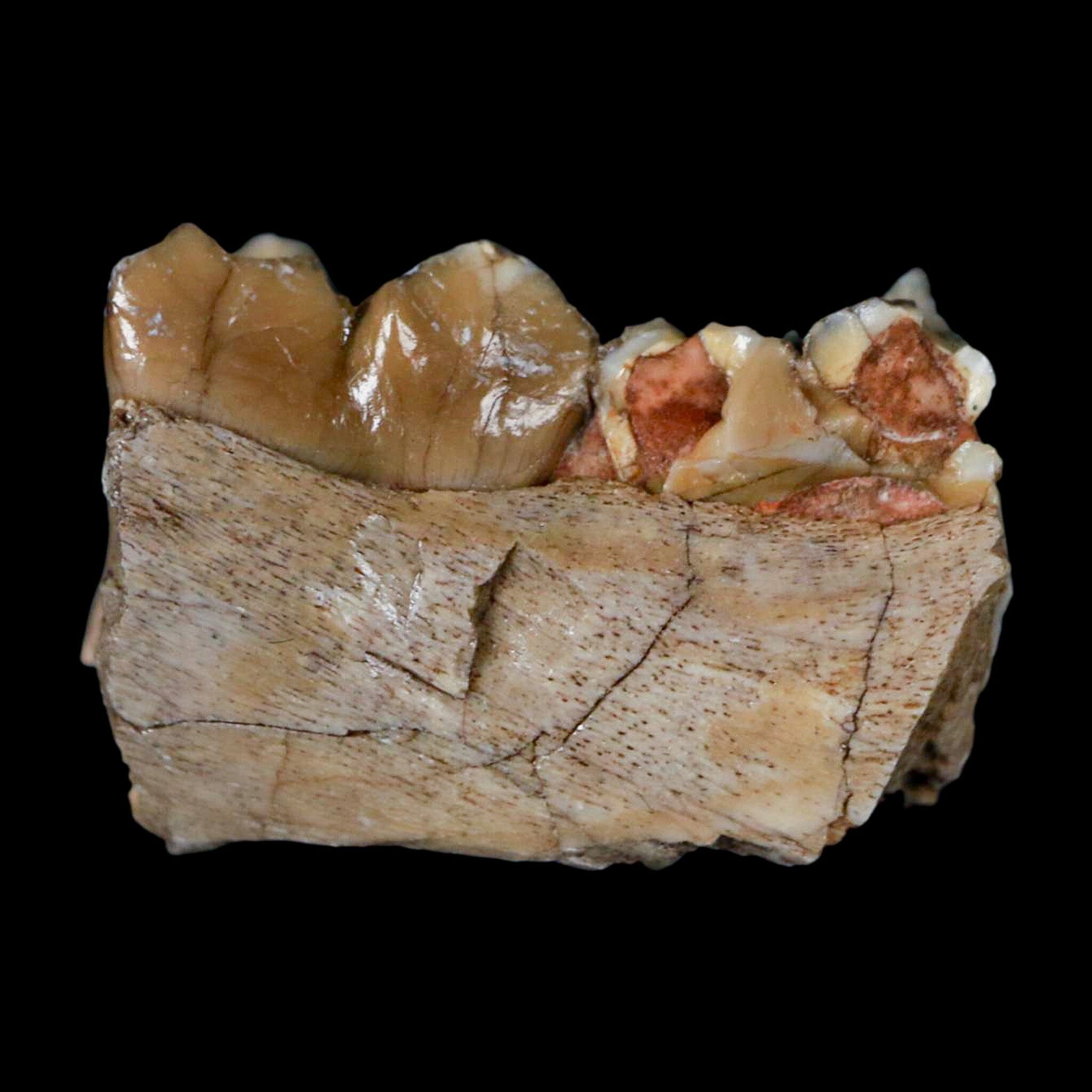 0.8" Poebrotherium Wilsoni Fossil Jaw Teeth Primitive Camel SD Badlands COA Display - Fossil Age Minerals