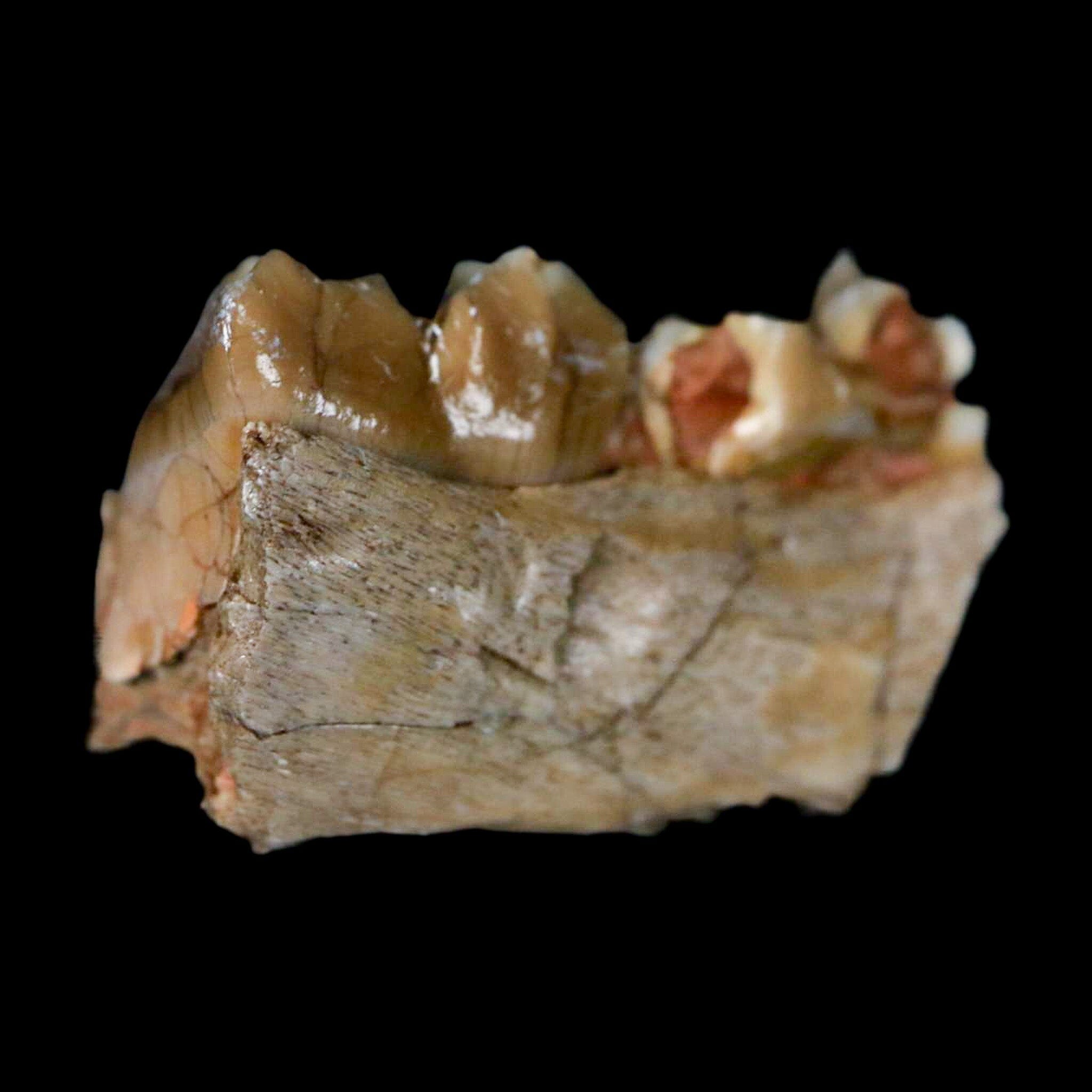 0.8" Poebrotherium Wilsoni Fossil Jaw Teeth Primitive Camel SD Badlands COA Display - Fossil Age Minerals