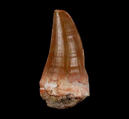 XL 2.5" Tylosaurus Mosasaur Fossil Tooth Cretaceous Dinosaur Era COA, Stand