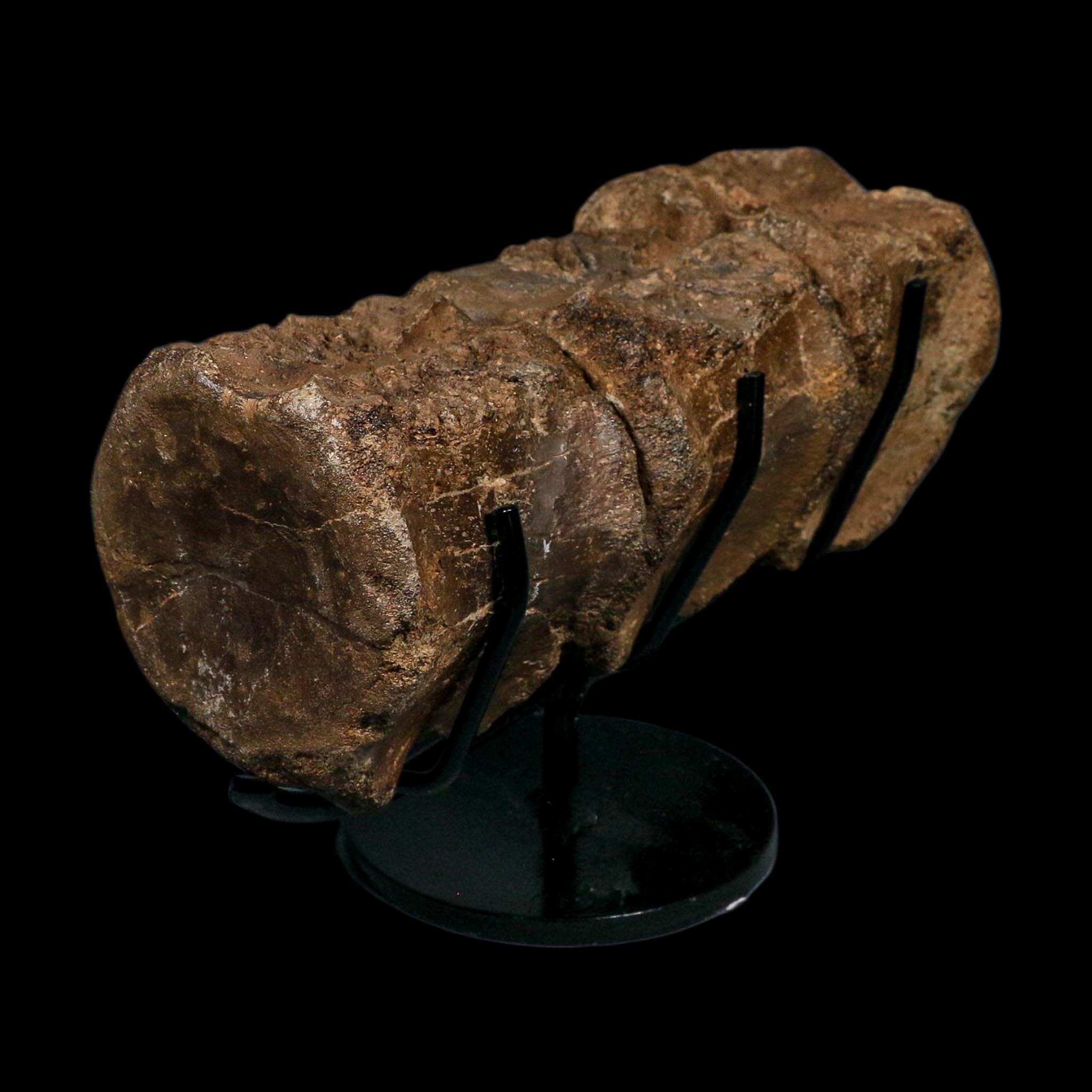 3 Brachylophosaurus Fossil Vertebrae's Cretaceous Dinosaur Judith River FM MT COA
