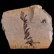 1.7" Detailed Fossil Plant Leafs Metasequoia Dawn Redwood Oligocene Age MT COA