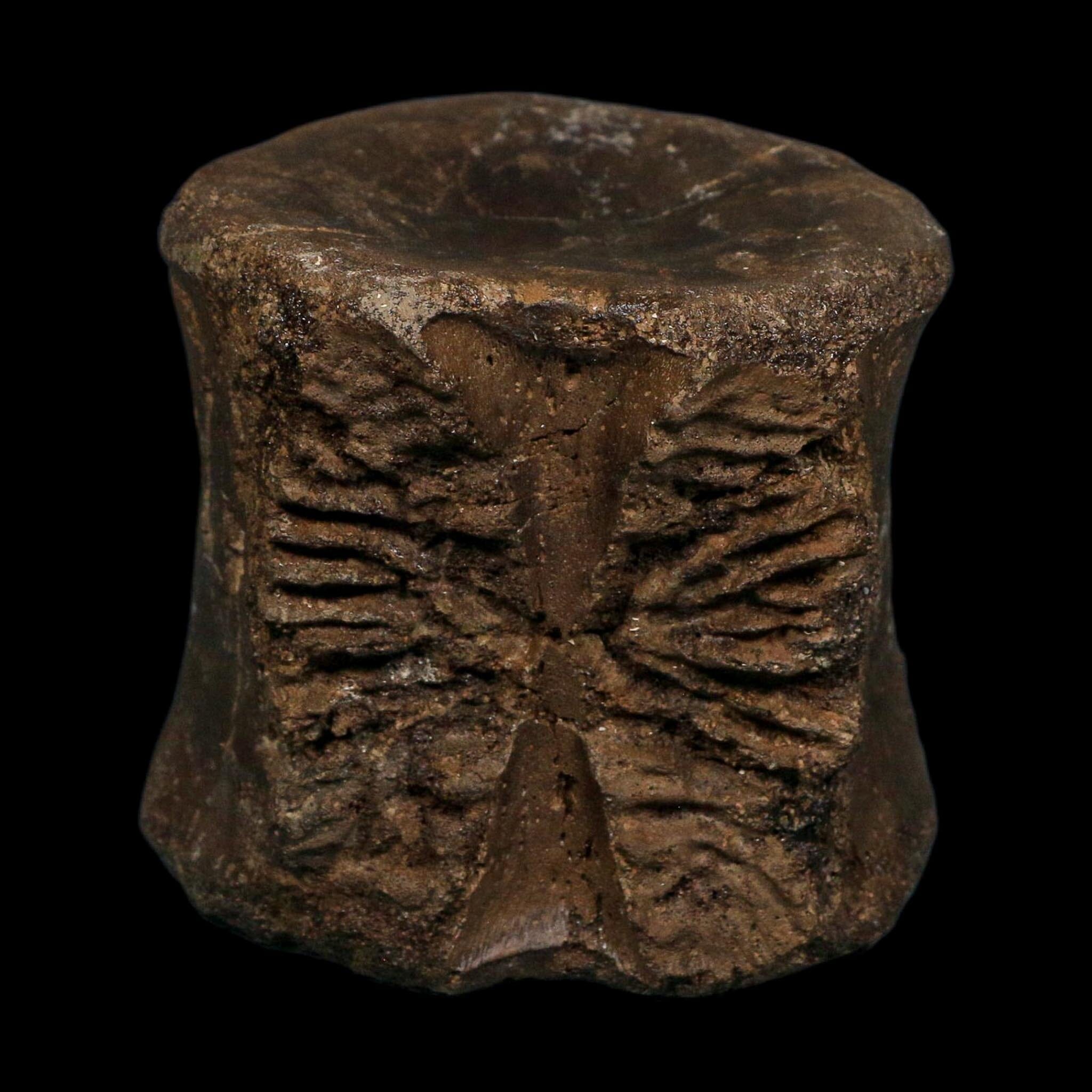 3 Brachylophosaurus Fossil Vertebrae's Cretaceous Dinosaur Judith River FM MT COA
