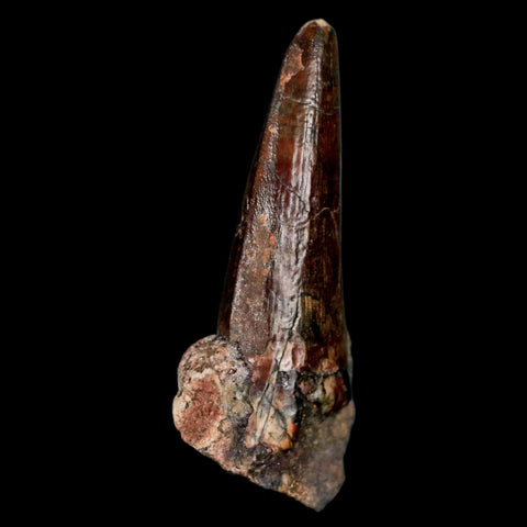 1.6" Suchomimus Fossil Tooth Cretaceous Spinosaurid Dinosaur Elraz FM Niger COA - Fossil Age Minerals