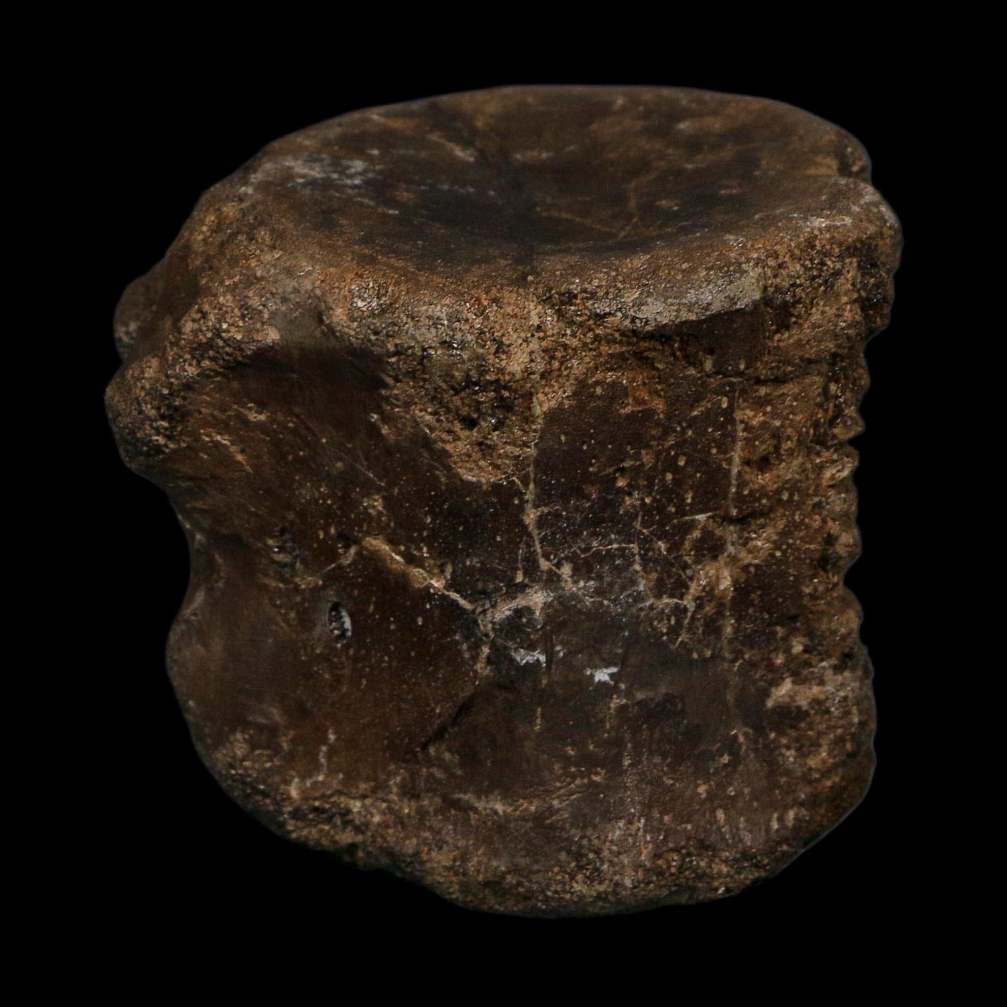 3 Brachylophosaurus Fossil Vertebrae's Cretaceous Dinosaur Judith River FM MT COA