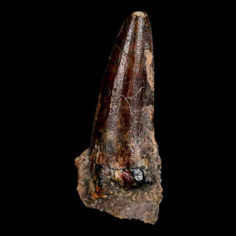 1.6" Suchomimus Fossil Tooth Cretaceous Spinosaurid Dinosaur Elraz FM Niger COA - Fossil Age Minerals