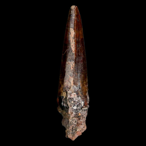 1.6" Suchomimus Fossil Tooth Cretaceous Spinosaurid Dinosaur Elraz FM Niger COA - Fossil Age Minerals