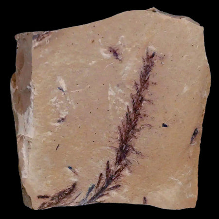 1.9" Detailed Fossil Plant Leafs Metasequoia Dawn Redwood Oligocene Age MT COA