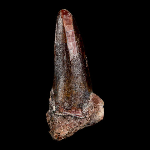 1.6" Suchomimus Fossil Tooth Cretaceous Spinosaurid Dinosaur Elraz FM Niger COA - Fossil Age Minerals