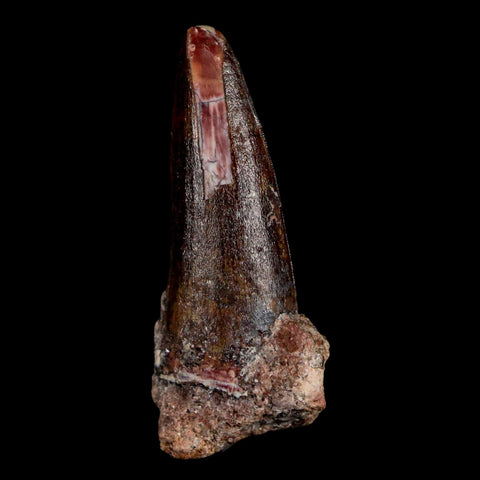 1.6" Suchomimus Fossil Tooth Cretaceous Spinosaurid Dinosaur Elraz FM Niger COA - Fossil Age Minerals