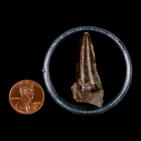 1.6" Suchomimus Fossil Tooth Cretaceous Spinosaurid Dinosaur Elraz FM Niger COA - Fossil Age Minerals