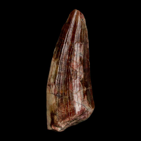 1.5" Suchomimus Fossil Tooth Cretaceous Spinosaurid Dinosaur Elraz FM Niger COA