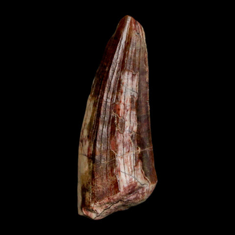 1.5" Suchomimus Fossil Tooth Cretaceous Spinosaurid Dinosaur Elraz FM Niger COA - Fossil Age Minerals