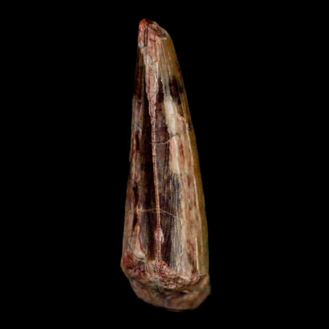 1.5" Suchomimus Fossil Tooth Cretaceous Spinosaurid Dinosaur Elraz FM Niger COA - Fossil Age Minerals