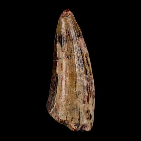 1.5" Suchomimus Fossil Tooth Cretaceous Spinosaurid Dinosaur Elraz FM Niger COA - Fossil Age Minerals