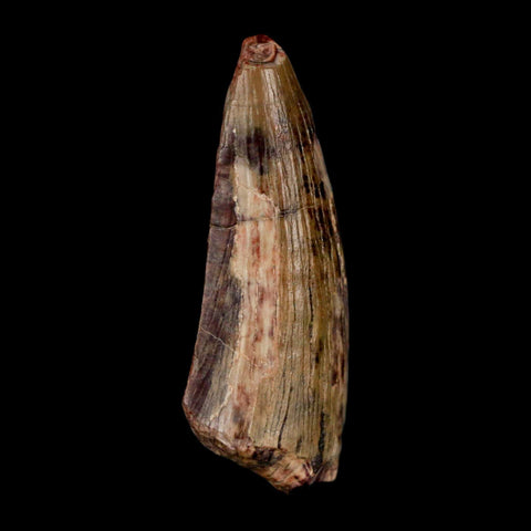 1.5" Suchomimus Fossil Tooth Cretaceous Spinosaurid Dinosaur Elraz FM Niger COA - Fossil Age Minerals