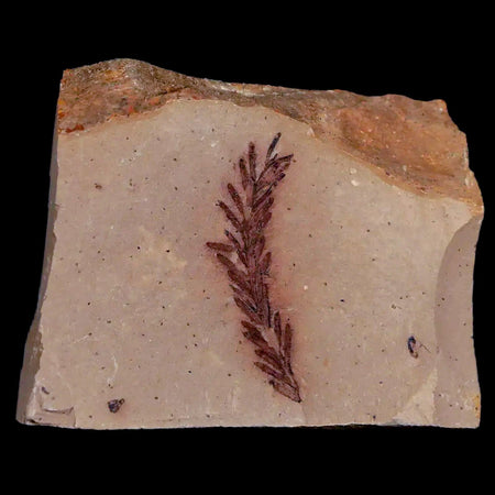 1.4" Detailed Fossil Plant Leafs Metasequoia Dawn Redwood Oligocene Age MT COA