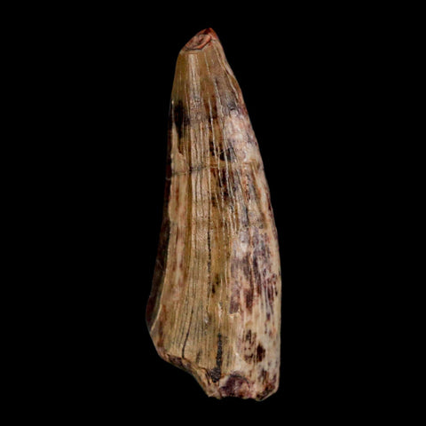 1.5" Suchomimus Fossil Tooth Cretaceous Spinosaurid Dinosaur Elraz FM Niger COA - Fossil Age Minerals