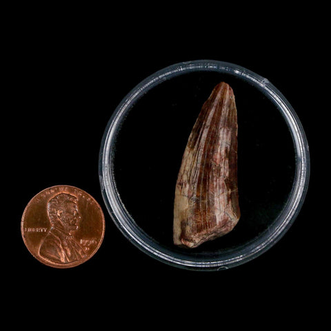 1.5" Suchomimus Fossil Tooth Cretaceous Spinosaurid Dinosaur Elraz FM Niger COA - Fossil Age Minerals