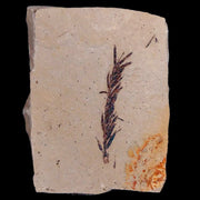 1.5" Detailed Fossil Plant Leafs Metasequoia Dawn Redwood Oligocene Age MT COA