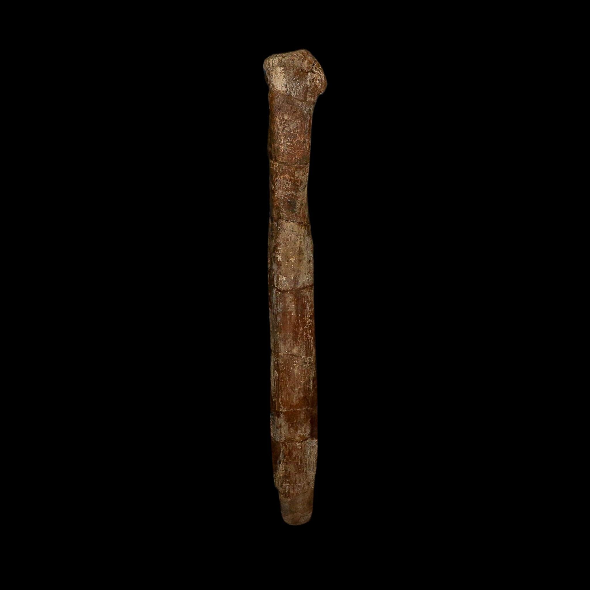 14.8" Hadrosaurus Dinosaur Fossil Chevron Bone Hell Creek Formation Montana COA
