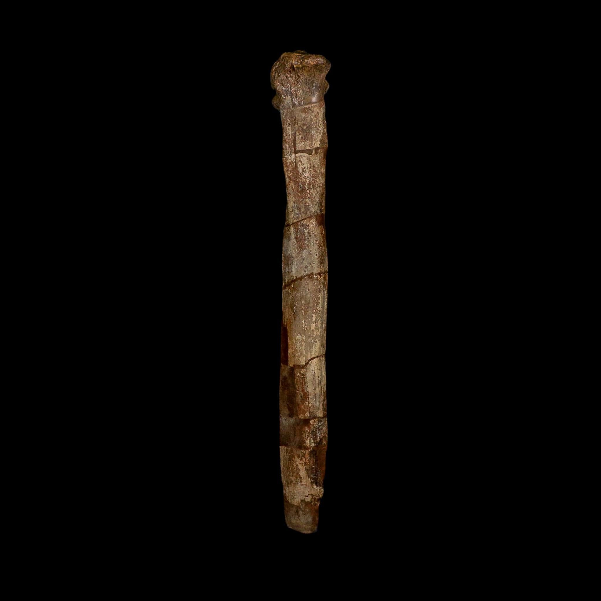 14.8" Hadrosaurus Dinosaur Fossil Chevron Bone Hell Creek Formation Montana COA