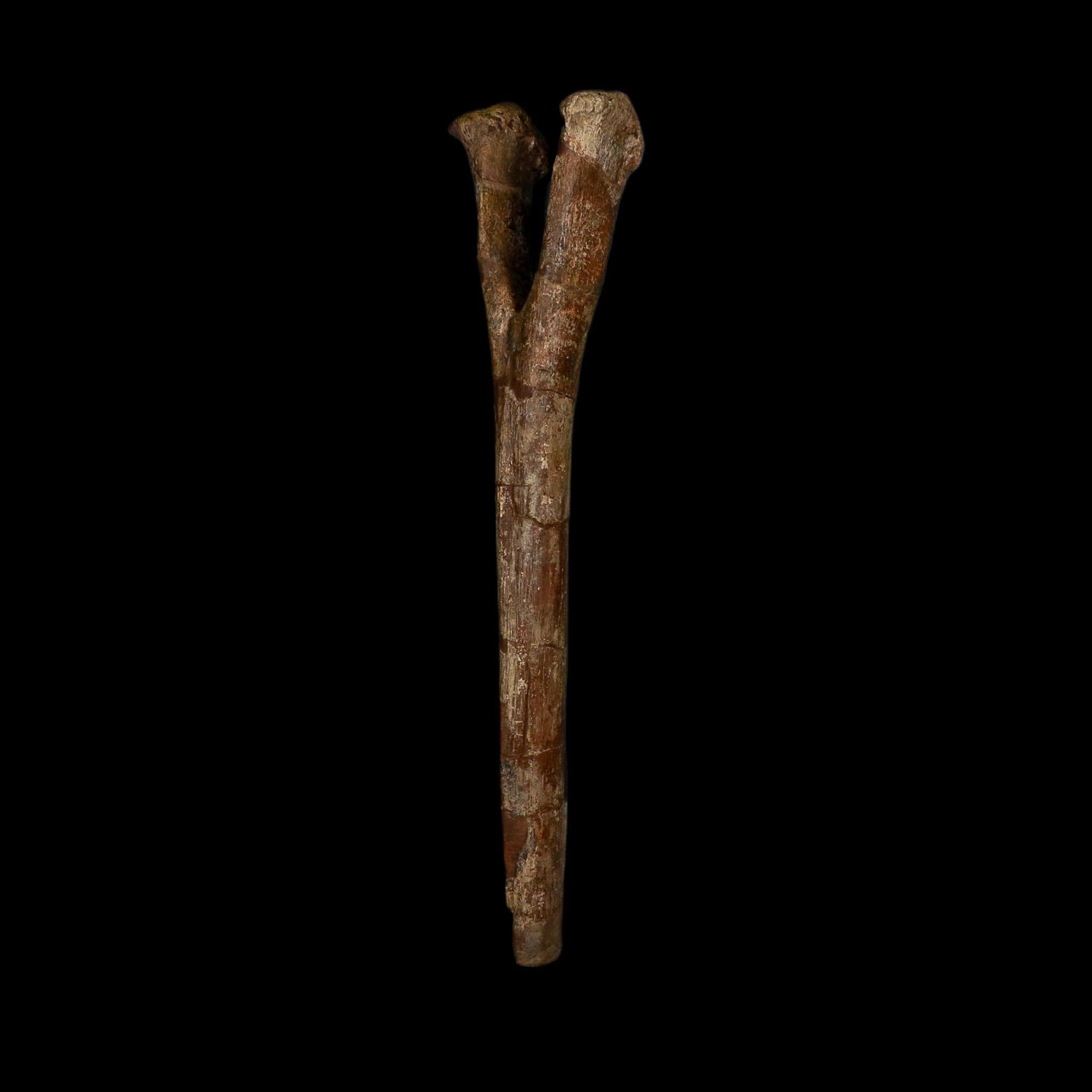 14.8" Hadrosaurus Dinosaur Fossil Chevron Bone Hell Creek Formation Montana COA