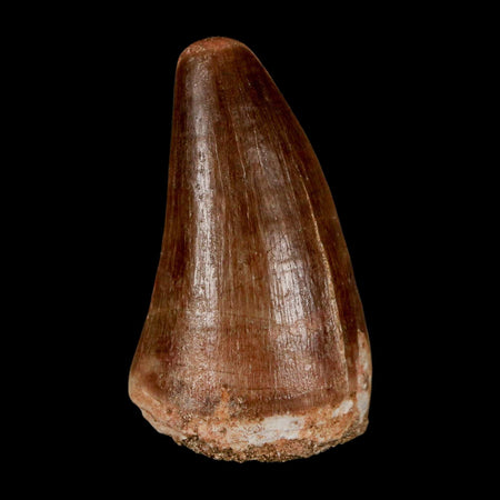 1.9"  Mosasaur Prognathodon Fossil Tooth Cretaceous Dinosaur Era COA & Stand