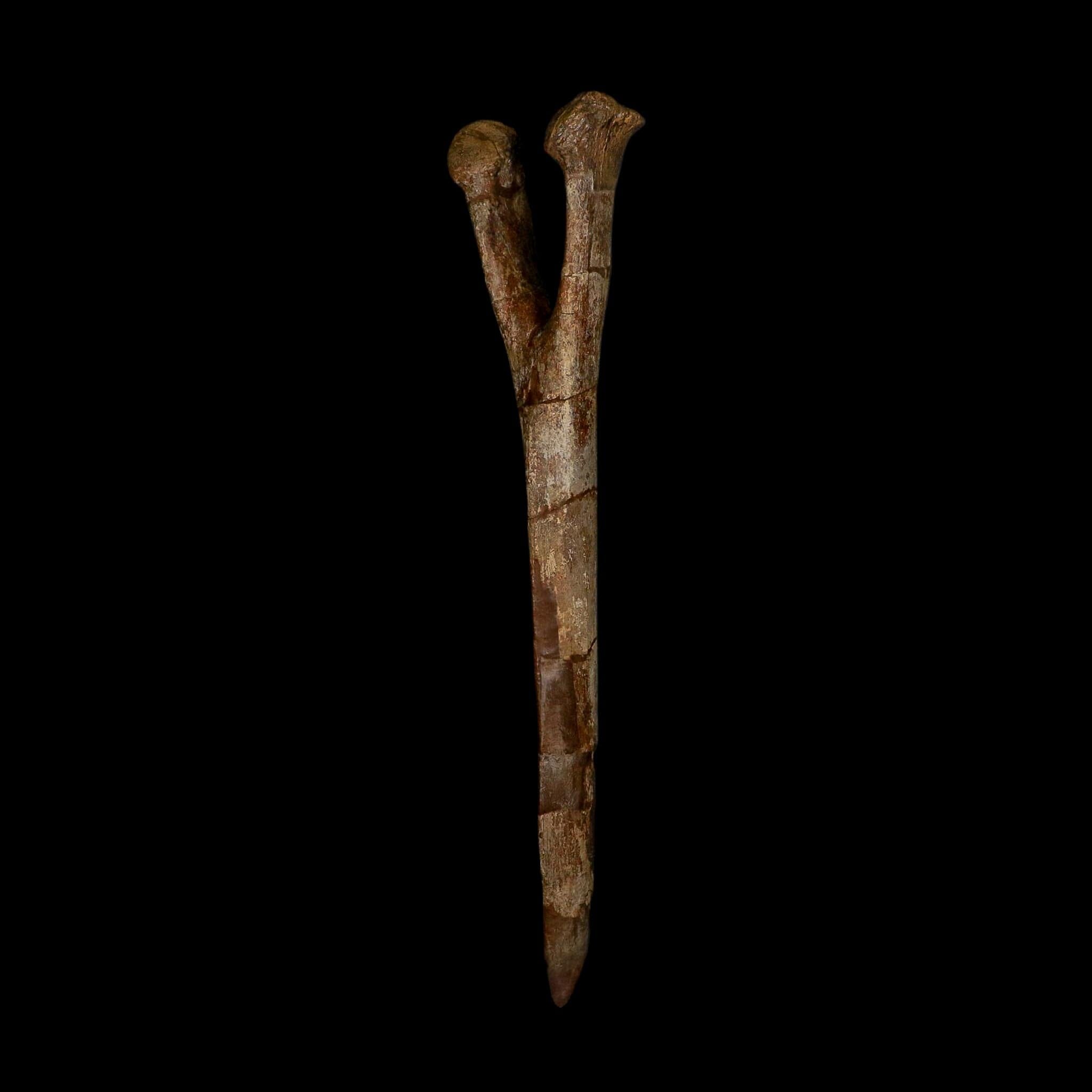 14.8" Hadrosaurus Dinosaur Fossil Chevron Bone Hell Creek Formation Montana COA